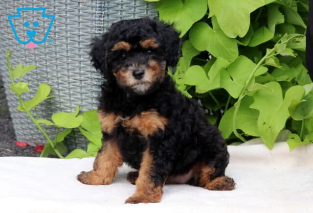 Tootsie Mini Poodle2 image