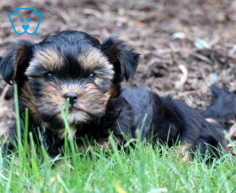 Black and tan Shorkie puppy lying in the grass outdoors with floppy ears and sweet facial markings.