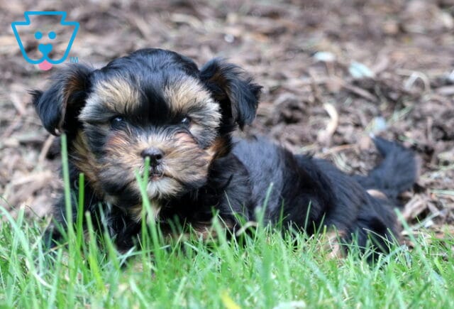 Tootsie SHorkie image