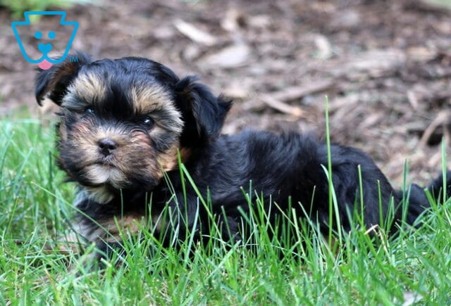 Tootsie SHorkie2 image