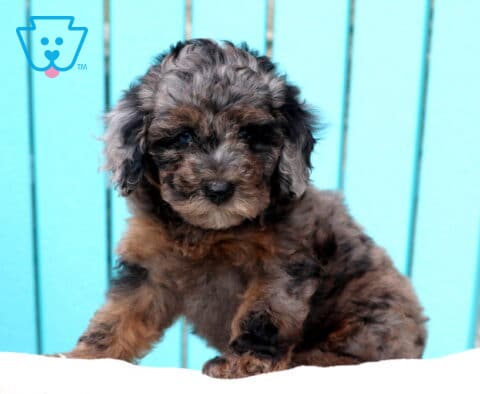 Tori Mini Poodle
