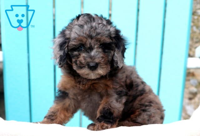 Tori Mini Poodle image