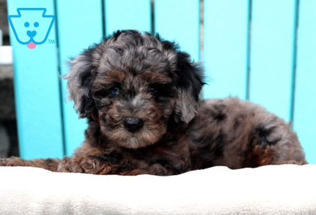 Tori Mini Poodle2 image
