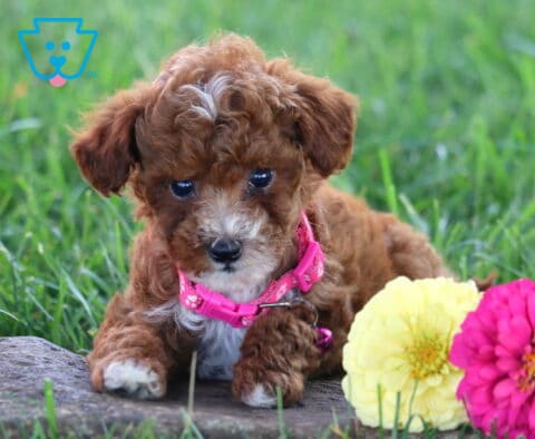 Tulip Toy Poodle