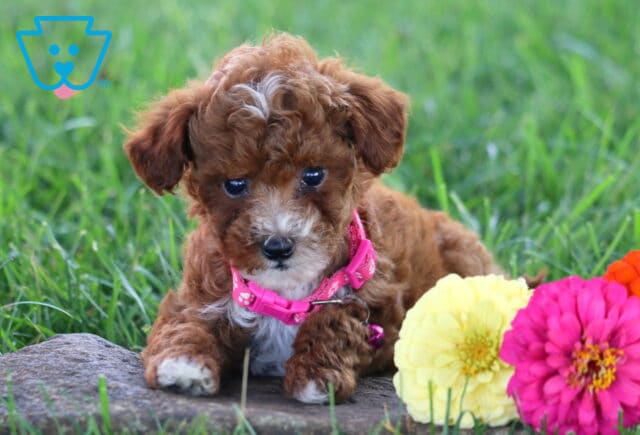 Tulip Toy Poodle image