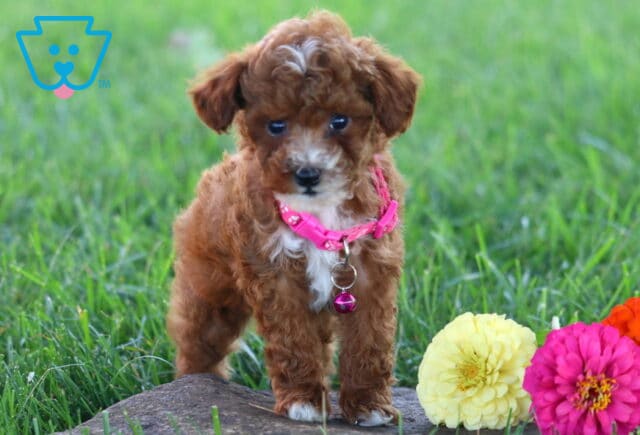 Tulip Toy Poodle2 image