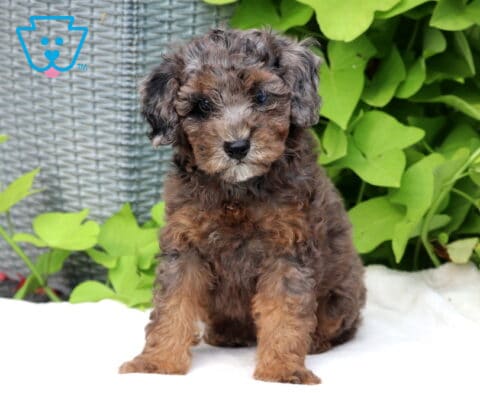 Turbo Mini Poodle