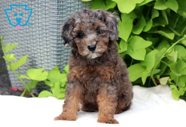 Merle Mini Poodle puppy with a curly brown and gray coat sitting on a white blanket surrounded by bright green leaves. image