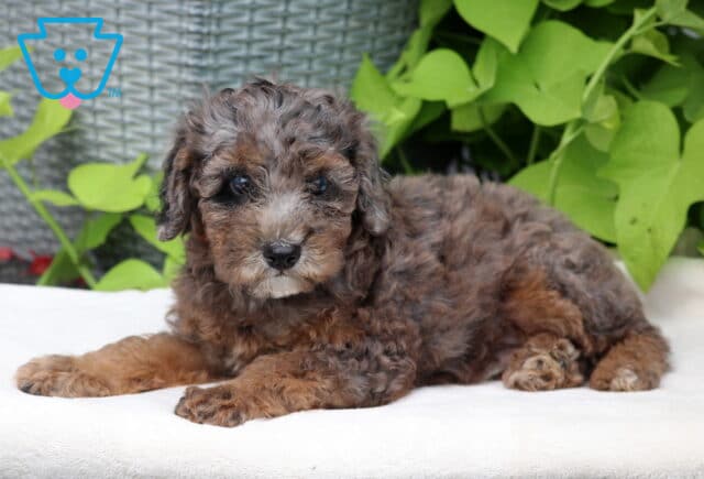 Curly merle Mini Poodle puppy with brown and gray coloring lying comfortably on a white blanket with green foliage behind. image