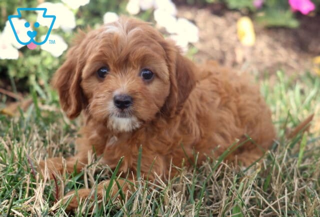 Twila Cavapoo image