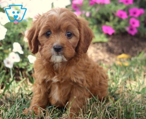 Twila Cavapoo2