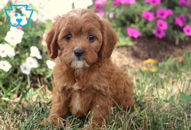 Twila Cavapoo2 image