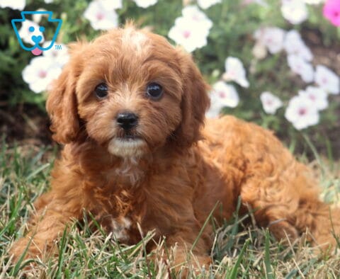 Twinkle Cavapoo