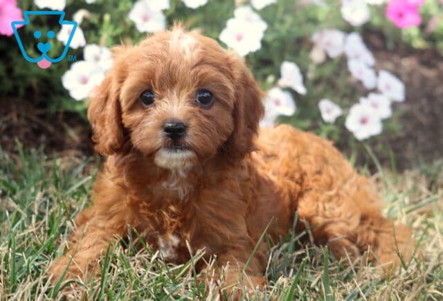 Apricot Cavapoo puppy with a white chin and forehead marking lying in the grass in front of blooming white garden flowers. image