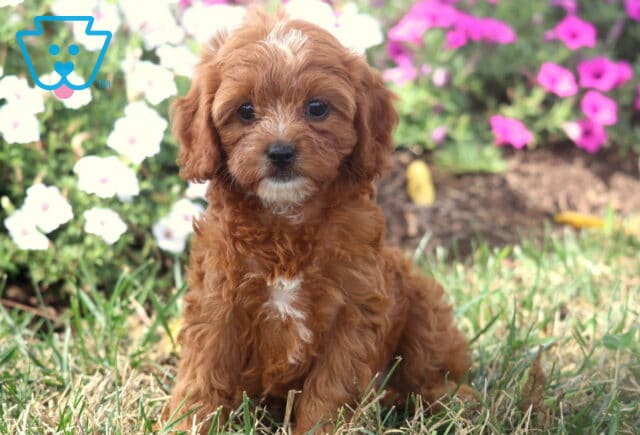 Curly apricot Cavapoo puppy with white markings on its forehead and chest sitting in the grass against a colorful flower garden. image