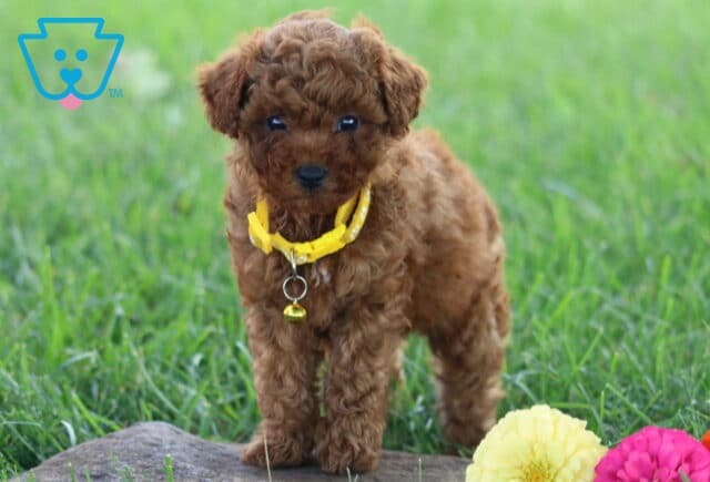 Twinkle Toy Poodle image