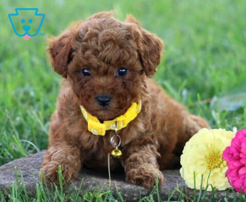 Twinkle Toy Poodle2