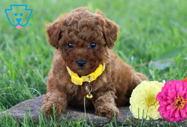 Twinkle Toy Poodle2 image