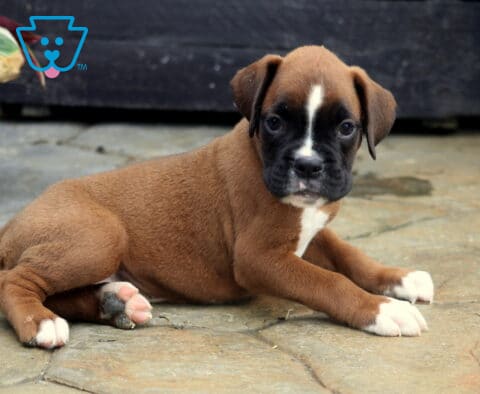 Tyson Boxer