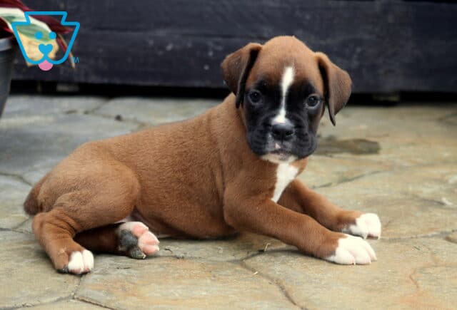 Tyson Boxer image