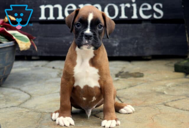 Tyson Boxer2 image