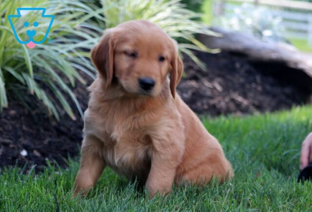 Whitney Golden image