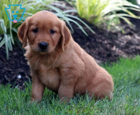 Golden Retriever puppy sitting attentively on a green lawn beside tall ornamental grasses and a mulched garden bed.