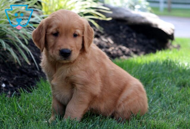 Winston Golden image