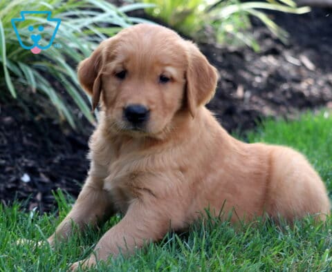 Winston Golden2