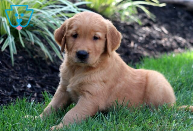 Winston Golden2 image