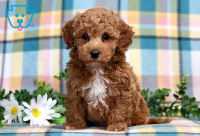Zachary Bichpoo image