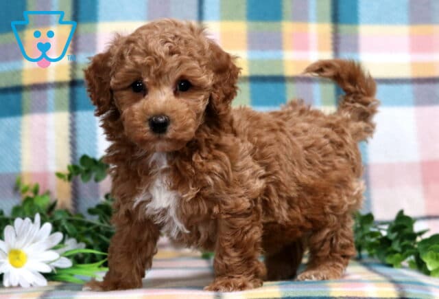 Zachary Bichpoo2 image