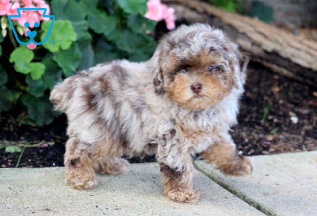 Zachary Toy Poodle image
