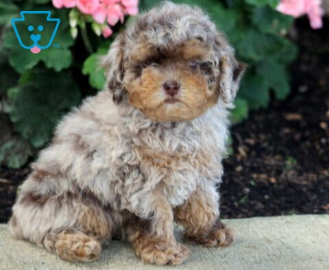 Zachary Toy Poodle2