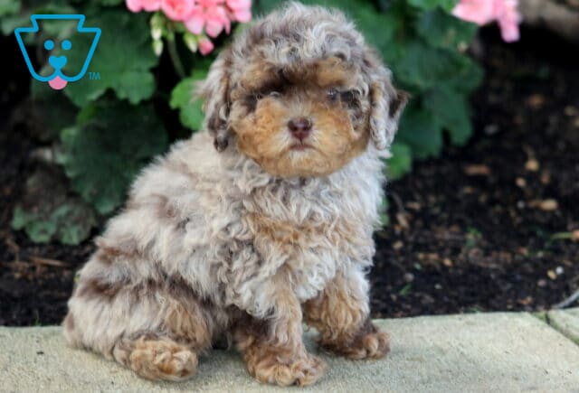 Zachary Toy Poodle2 image
