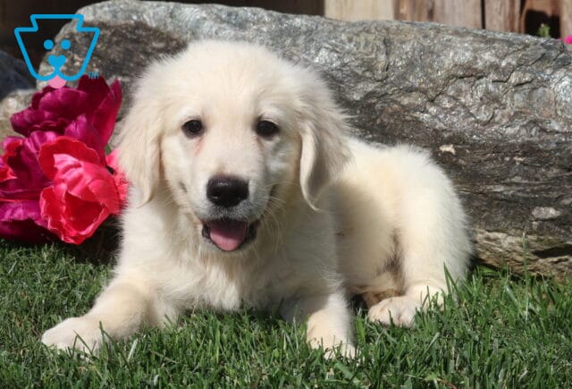 Cream-colored Golden Retriever puppy resting on lush green grass with a happy smile, posed beside vibrant pink flowers and a rustic stone backdrop on a sunny day. image