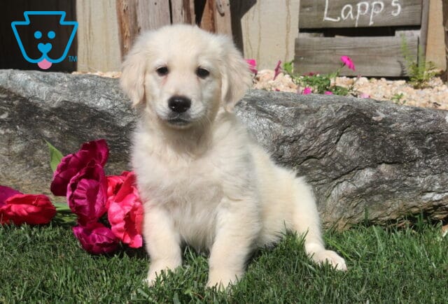 Fluffy Golden Retriever puppy sitting on green grass beside bright pink flowers, with a natural stone backdrop and rustic wooden fencing creating a charming outdoor portrait. image