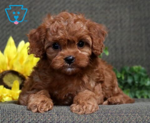 Zoey Cavapoo