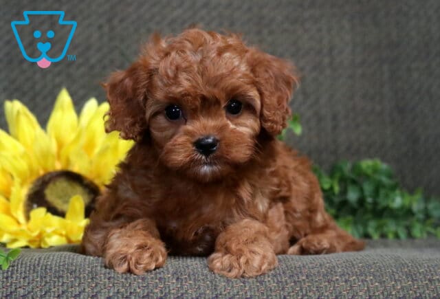 Rich red Cavapoo puppy lying with its front paws forward beside bright yellow sunflowers. image
