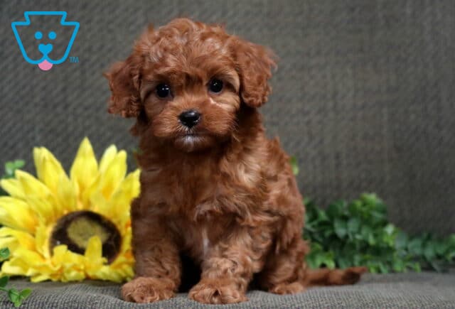 Curly red Cavapoo puppy sitting upright beside a bright yellow sunflower and greenery. image