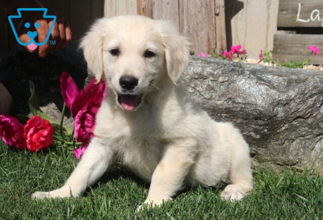 Zoey Golden image