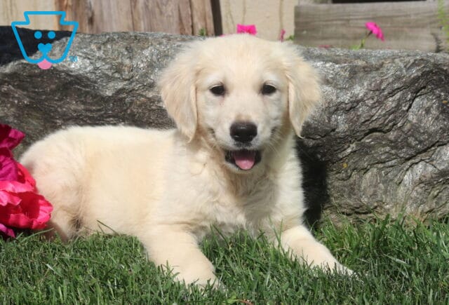 Zoey Golden2 image