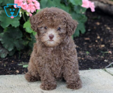 Zoey Toy Poodle