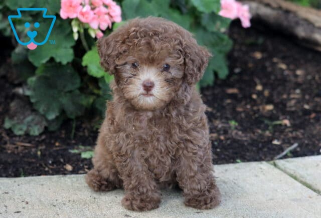 Zoey Toy Poodle image