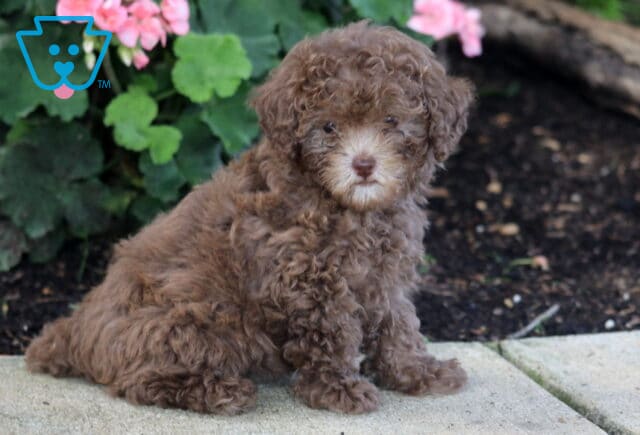 Zoey Toy Poodle2 image