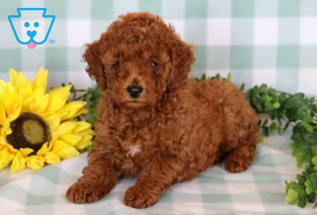 Abigail Mini Poodle image