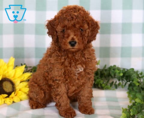 Abigail Mini Poodle2