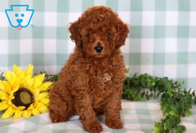 Abigail Mini Poodle2 image