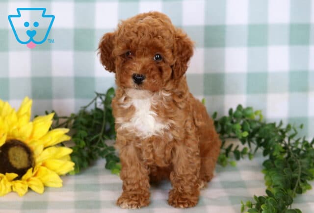 Ally Mini Poodle image