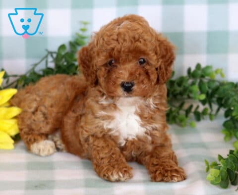 Ally Mini Poodle2